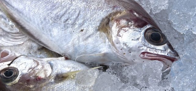 fresh-fish-1152113_960_720